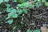  ( - EDNA21-0061432)  @11 [ ] CreativeCommons Attribution NonCommercial ShareAlike (2021) Markus Ruhsam Royal Botanic Garden, Edinburgh