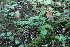  ( - EDNA21-0061432)  @11 [ ] CreativeCommons Attribution NonCommercial ShareAlike (2021) Markus Ruhsam Royal Botanic Garden, Edinburgh