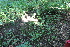  ( - EDNA21-0061432)  @11 [ ] CreativeCommons Attribution NonCommercial ShareAlike (2021) Markus Ruhsam Royal Botanic Garden, Edinburgh