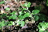  ( - EDNA21-0061432)  @11 [ ] CreativeCommons Attribution NonCommercial ShareAlike (2021) Markus Ruhsam Royal Botanic Garden, Edinburgh