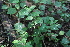  ( - EDNA21-0061432)  @11 [ ] CreativeCommons Attribution NonCommercial ShareAlike (2021) Markus Ruhsam Royal Botanic Garden, Edinburgh