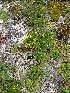  (Lotus corniculatus - EDNA20-0060234)  @11 [ ] CreativeCommons Attribution NonCommercial ShareAlike (2021) Zoe Goodwin Royal Botanic Garden, Edinburgh