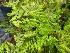  ( - EDNA20-0060325)  @11 [ ] CreativeCommons Attribution NonCommercial ShareAlike (2021) Zoe Goodwin Royal Botanic Garden, Edinburgh