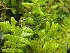  ( - EDNA20-0060325)  @11 [ ] CreativeCommons Attribution NonCommercial ShareAlike (2021) Zoe Goodwin Royal Botanic Garden, Edinburgh