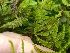  ( - EDNA20-0060325)  @11 [ ] CreativeCommons Attribution NonCommercial ShareAlike (2021) Zoe Goodwin Royal Botanic Garden, Edinburgh