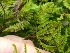  ( - EDNA20-0060325)  @11 [ ] CreativeCommons Attribution NonCommercial ShareAlike (2021) Zoe Goodwin Royal Botanic Garden, Edinburgh