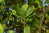  ( - EDNA23-0064696)  @11 [ ] CreativeCommons - Attribution Share-Alike (2023) Jose Ignacio Marquez-Corro Royal Botanic Gardens, Kew