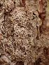  ( - EDNA23-0064145)  @11 [ ] NonCommercial ShareAlike (2023) Rebecca Yahr Royal Botanic Garden Edinburgh