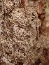  ( - EDNA23-0064145)  @11 [ ] NonCommercial ShareAlike (2023) Rebecca Yahr Royal Botanic Garden Edinburgh