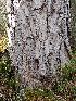  ( - EDNA23-0064145)  @11 [ ] NonCommercial ShareAlike (2023) Rebecca Yahr Royal Botanic Garden Edinburgh