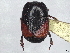  ( - BIOUG80123-A11)  @11 [ ] CreativeCommons - Attribution (2022) CBG Photography Group Centre for Biodiversity Genomics