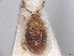  (Atomaria marginicollis - BIOUG80123-G02)  @11 [ ] CreativeCommons - Attribution (2022) CBG Photography Group Centre for Biodiversity Genomics