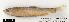  (Chondrostoma oxyrhynchum - D-52)  @13 [ ] Unspecified (default): All Rights Reserved  Unspecified Unspecified