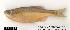  (Alburnoides cf. bipunctatus - D-79)  @13 [ ] Unspecified (default): All Rights Reserved  Unspecified Unspecified