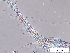  ( - EES003)  @12 [ ] CreativeCommons - Attribution Share-Alike  Unspecified Unspecified