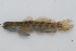  ( - BPS-2625)  @14 [ ] Copyright (2013) Samuel P. Iglesias Museum national d'Histoire naturelle