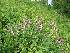  ( - CCDB-23963-A11)  @11 [ ] CreativeCommons - Attribution Non-Commercial Share-Alike (2015) Evgeny Zibzeev Central Ciberian Botanical Garden