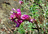  ( - CCDB-23963-B05)  @11 [ ] CreativeCommons - Attribution Non-Commercial Share-Alike (2015) Evgeny Zibzeev Central Ciberian Botanical Garden
