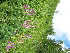  ( - CCDB-23963-B11)  @11 [ ] CreativeCommons - Attribution Non-Commercial Share-Alike (2015) Evgeny Zibzeev Central Ciberian Botanical Garden