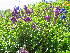  ( - CCDB-23963-C02)  @11 [ ] CreativeCommons - Attribution Non-Commercial Share-Alike (2015) Evgeny Zibzeev Central Ciberian Botanical Garden
