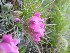  ( - CCDB-23963-C03)  @11 [ ] CreativeCommons - Attribution Non-Commercial Share-Alike (2015) Evgeny Zibzeev Central Ciberian Botanical Garden