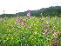  ( - CCDB-23963-C10)  @11 [ ] CreativeCommons - Attribution Non-Commercial Share-Alike (2015) Evgeny Zibzeev Central Ciberian Botanical Garden