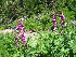  ( - CCDB-23963-E11)  @11 [ ] CreativeCommons - Attribution Non-Commercial Share-Alike (2015) Evgeny Zibzeev Central Ciberian Botanical Garden