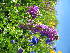  ( - CCDB-23963-F02)  @11 [ ] CreativeCommons - Attribution Non-Commercial Share-Alike (2015) Evgeny Zibzeev Central Ciberian Botanical Garden