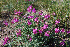 ( - CCDB-23963-F05)  @11 [ ] CreativeCommons - Attribution Non-Commercial Share-Alike (2015) Evgeny Zibzeev Central Ciberian Botanical Garden
