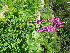  ( - CCDB-23963-G11)  @11 [ ] CreativeCommons - Attribution Non-Commercial Share-Alike (2015) Evgeny Zibzeev Central Ciberian Botanical Garden