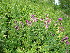  ( - CCDB-23963-G12)  @11 [ ] CreativeCommons - Attribution Non-Commercial Share-Alike (2015) Evgeny Zibzeev Central Ciberian Botanical Garden