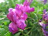  ( - CCDB-24805-A02)  @11 [ ] CreativeCommons - Attribution Non-Commercial Share-Alike (2015) Evgeny Zibzeev Central Ciberian Botanical Garden