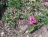  ( - CCDB-24805-B01)  @11 [ ] CreativeCommons - Attribution Non-Commercial Share-Alike (2015) Evgeny Zibzeev Central Ciberian Botanical Garden
