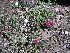  ( - CCDB-24805-C02)  @11 [ ] CreativeCommons - Attribution Non-Commercial Share-Alike (2015) Evgeny Zibzeev Central Ciberian Botanical Garden