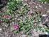  ( - CCDB-24805-D02)  @11 [ ] CreativeCommons - Attribution Non-Commercial Share-Alike (2015) Evgeny Zibzeev Central Ciberian Botanical Garden