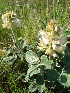  ( - CCDB-24805-D04)  @11 [ ] CreativeCommons - Attribution Non-Commercial Share-Alike (2015) Evgeny Zibzeev Central Ciberian Botanical Garden