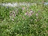  (Hedysarum alpinum - CCDB-24805-D09)  @11 [ ] CreativeCommons - Attribution Non-Commercial Share-Alike (2015) Evgeny Zibzeev Central Ciberian Botanical Garden