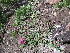  ( - CCDB-24805-E02)  @11 [ ] CreativeCommons - Attribution Non-Commercial Share-Alike (2015) Evgeny Zibzeev Central Ciberian Botanical Garden