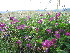  ( - CCDB-24805-E03)  @11 [ ] CreativeCommons - Attribution Non-Commercial Share-Alike (2015) Evgeny Zibzeev Central Ciberian Botanical Garden