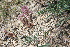  ( - CCDB-24805-E07)  @11 [ ] CreativeCommons - Attribution Non-Commercial Share-Alike (2015) Evgeny Zibzeev Central Ciberian Botanical Garden