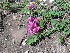  ( - CCDB-24805-F02)  @11 [ ] CreativeCommons - Attribution Non-Commercial Share-Alike (2015) Evgeny Zibzeev Central Ciberian Botanical Garden
