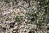  ( - CCDB-24805-F07)  @11 [ ] CreativeCommons - Attribution Non-Commercial Share-Alike (2015) Evgeny Zibzeev Central Ciberian Botanical Garden