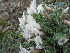  ( - CCDB-24814-D11)  @11 [ ] CreativeCommons - Attribution Non-Commercial Share-Alike (2015) Evgeny Zibzeev Central Ciberian Botanical Garden