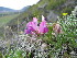  ( - CCDB-24814-D12)  @11 [ ] CreativeCommons - Attribution Non-Commercial Share-Alike (2015) Evgeny Zibzeev Central Ciberian Botanical Garden