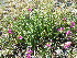  ( - CCDB-24814-E06)  @11 [ ] CreativeCommons - Attribution Non-Commercial Share-Alike (2015) Evgeny Zibzeev Central Ciberian Botanical Garden