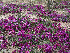  ( - CCDB-24814-F07)  @11 [ ] CreativeCommons - Attribution Non-Commercial Share-Alike (2015) Evgeny Zibzeev Central Ciberian Botanical Garden