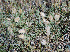  ( - CCDB-24814-F10)  @11 [ ] CreativeCommons - Attribution Non-Commercial Share-Alike (2015) Evgeny Zibzeev Central Ciberian Botanical Garden