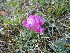  ( - CCDB-24814-F12)  @11 [ ] CreativeCommons - Attribution Non-Commercial Share-Alike (2015) Evgeny Zibzeev Central Ciberian Botanical Garden