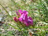  ( - CCDB-24814-G07)  @11 [ ] CreativeCommons - Attribution Non-Commercial Share-Alike (2015) Evgeny Zibzeev Central Ciberian Botanical Garden