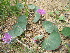  ( - CCDB-24814-H05)  @11 [ ] CreativeCommons - Attribution Non-Commercial Share-Alike (2015) Evgeny Zibzeev Central Ciberian Botanical Garden